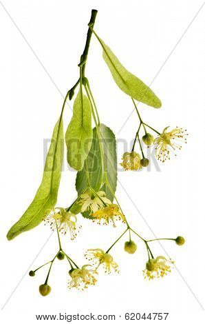 Isolated image of yellow linden flower and branch