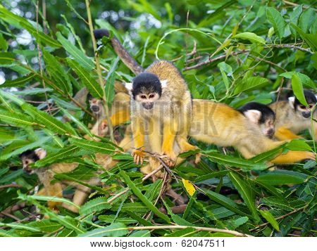 Group Of Yellow Squirrel Monkeys
