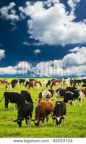 Cows grazing in a green pasture on sustainable small scale farm