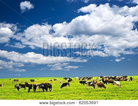 Cows grazing in a green pasture on sustainable small scale farm