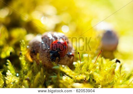 ladybug on  grass