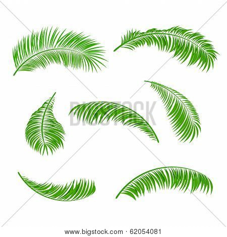 Palm leaves
