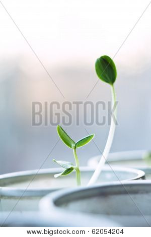 young plant