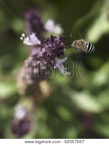 Australian Native Bee Amagilla Flying