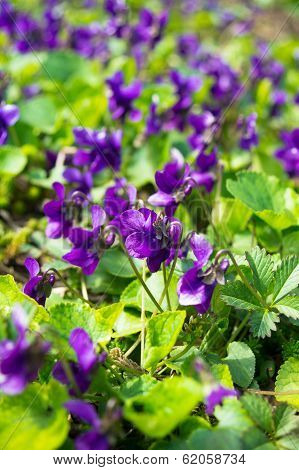 Violas In The Forest