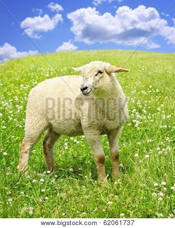 Cute happy sheep or lamb in green meadow