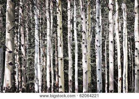 Aspen tree trunks in forest as natural background