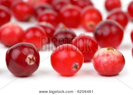 Canneberges Closeup