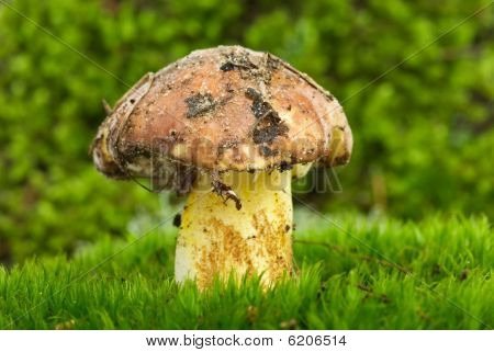 Boletus giallo
