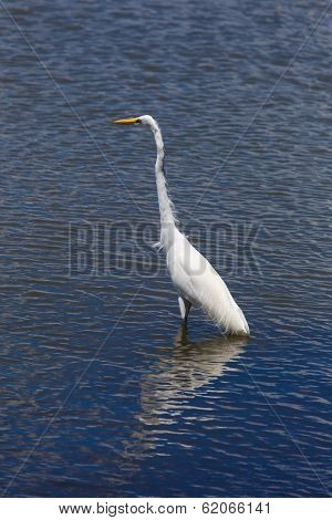 Photography Of A White Heron In Beach