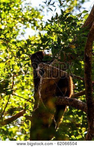 Monkeys In Tree