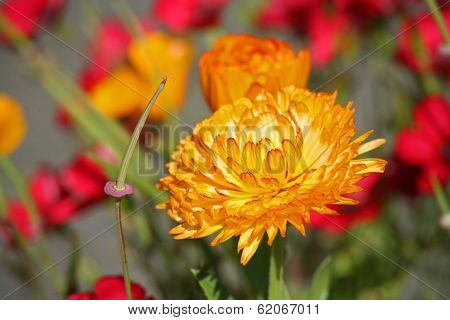 Orange Straw Flower