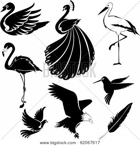 Birds