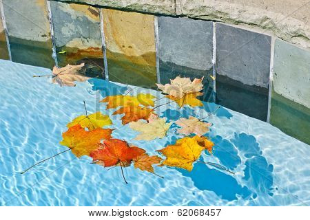 Fall leaves floating in swimming pool water
