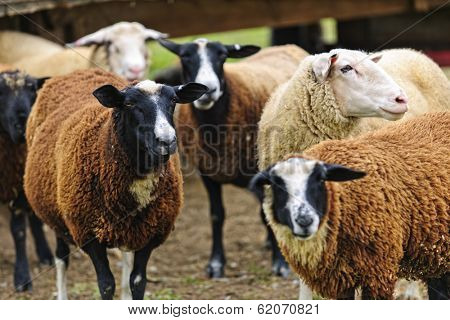 Group of cute sheep standing on small scale biodynamic farm