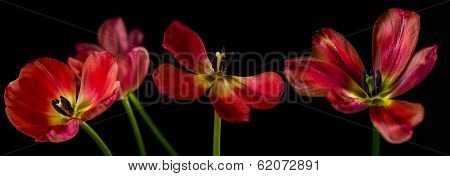Withering red tulips