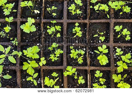 Seedlings of herbs and vegetables growing in grid starter tray