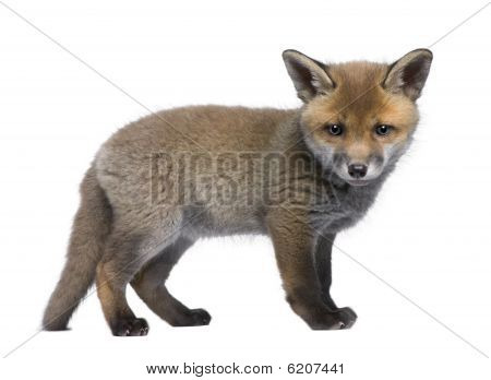 Red Fox poikanen, pysyvän edessä valkoisella taustalla, Studio ammuttu