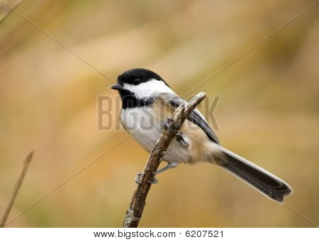 Chickadee preto-tampado