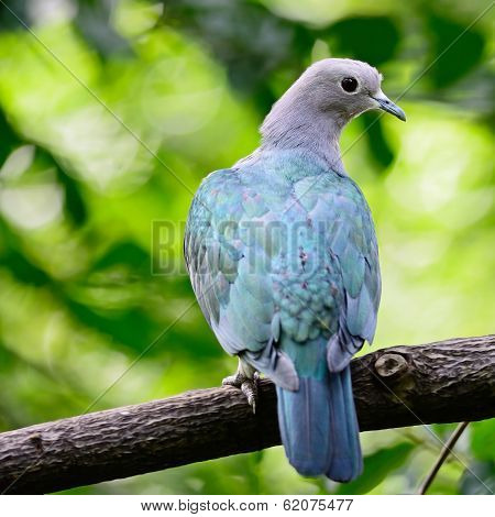 Green Imperial Pigeon