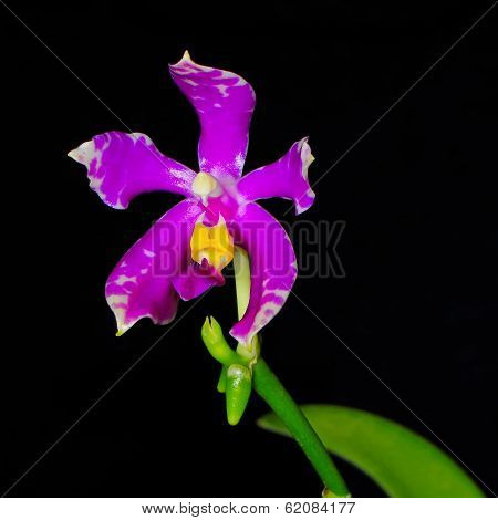 Phalaenopsis pulchra