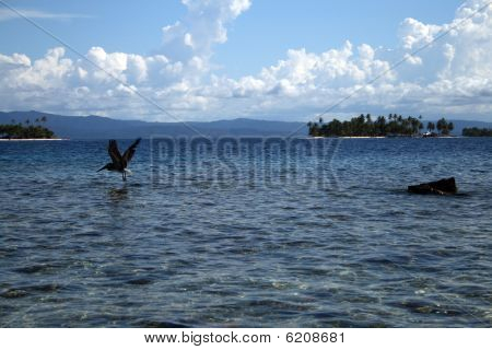 Un pellicano in San Blas, Panama