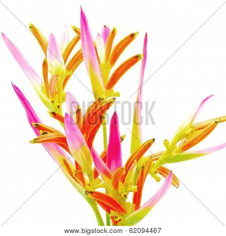 Heliconia Sassy