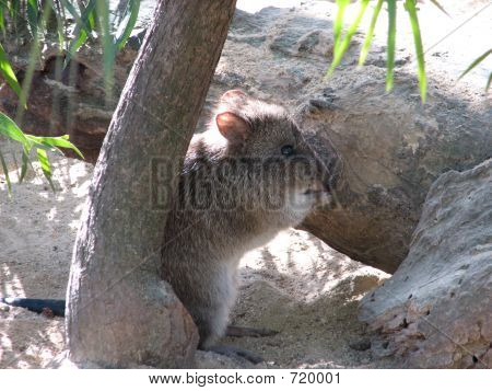 potoroo