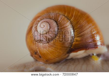 snail, Bright, shell, sticky
