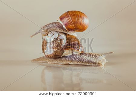 snail, Bright, shell, sticky