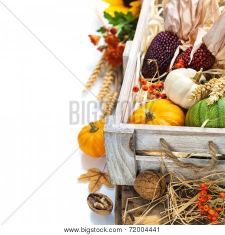 Autumn composition ( pumpkins and corn on old wooden table). Thanksgiving day concept