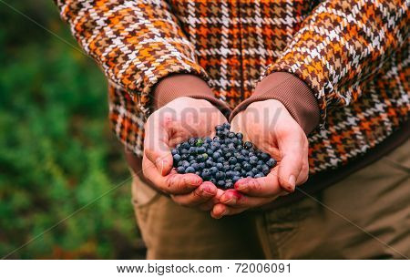 Blueberry Fresh Picked Organic Berries Food In Man Hands Healthy Lifestyle Northern Forest Recreatio