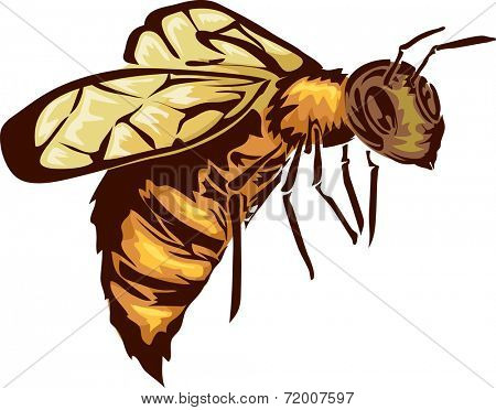 Illustration Featuring a Bee