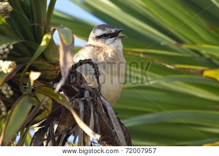 Chalk-browed Mockingbird Sitting Among The Green Branches With Open Beak