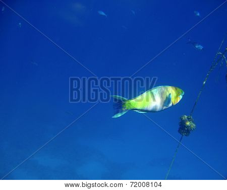 Tropical Exotic Fish Underwater. The Pseododax Moluccanus