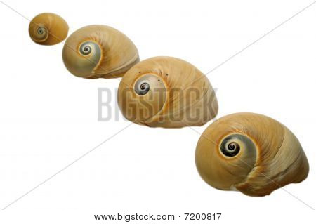 海贝壳