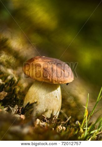 boletus