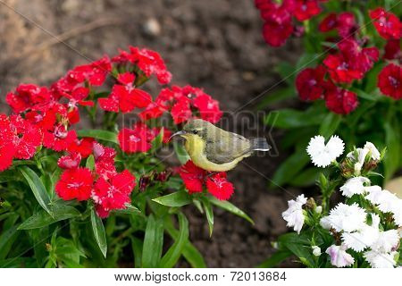 Little Bird In Garden