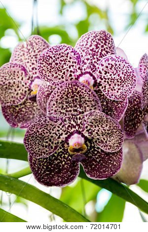 Purple Dot Orchid