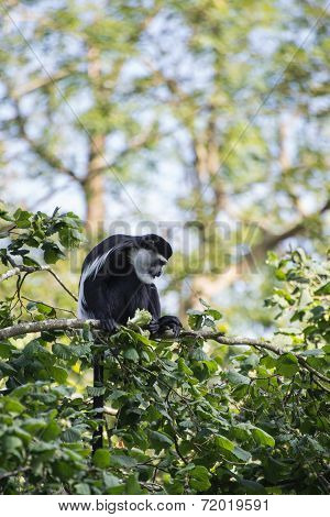 De Brazza Monkey Eating In Treetops Cercopithectus Neglectus