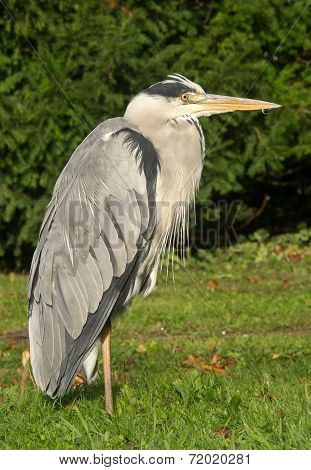 Heron