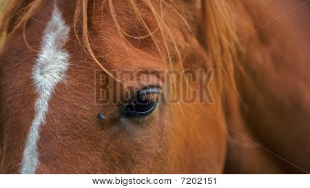 บินนั่งอยู่บนม้าตา