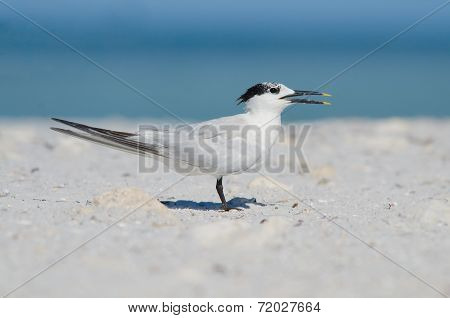 Sandwich Tern On Beach