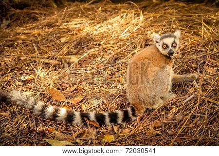 Lemur on the ground