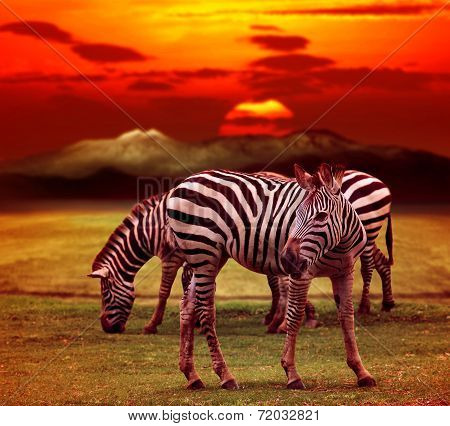 Wild Zebra Standing In Green Grass Field Against Beautiful Dusky Sky Use For Wild Life And Animals I