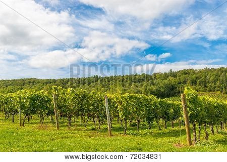 Beautiful Rows Of Grapes Before Harvesting