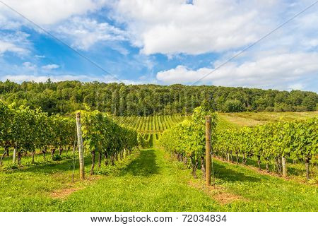 Beautiful Rows Of Grapes Before Harvesting