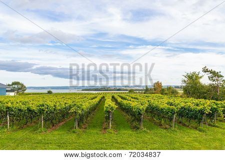 Beautiful Rows Of Grapes Before Harvesting