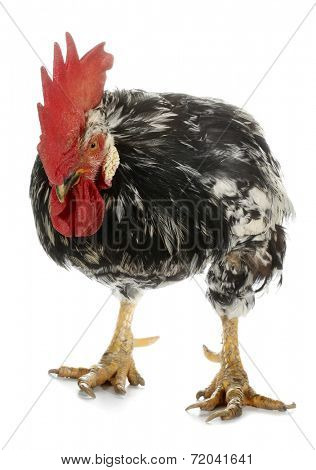 Angry rooster