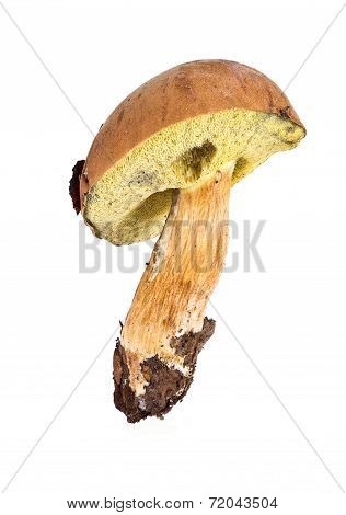 Mossiness Mushroom Or Xerocomus